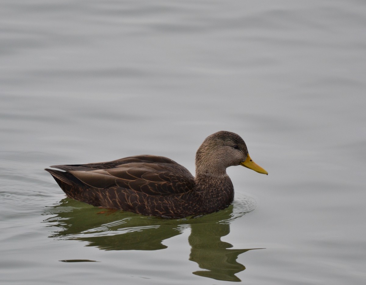 American Black Duck - ML127684591