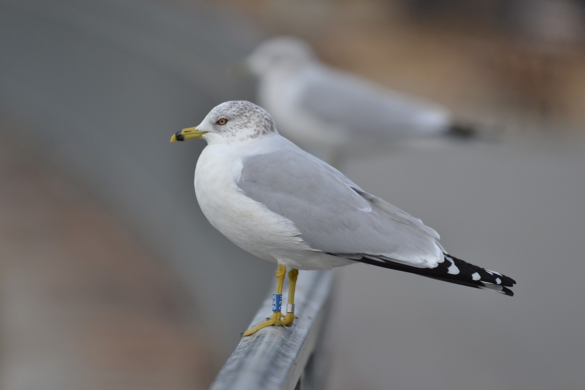 Ring-billed Gull - ML127684731