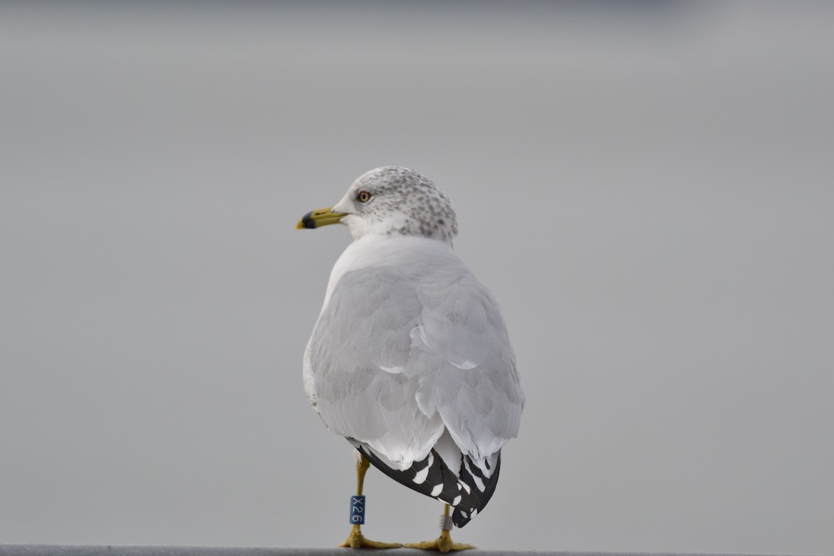 Ring-billed Gull - ML127684941