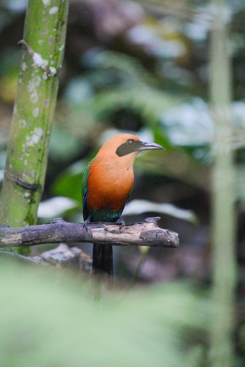 Rufous Motmot - ML127685261