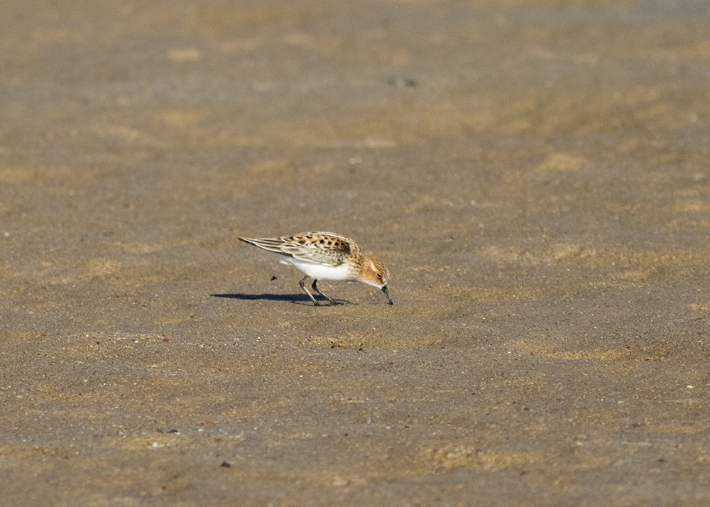 Little Stint - ML127687511