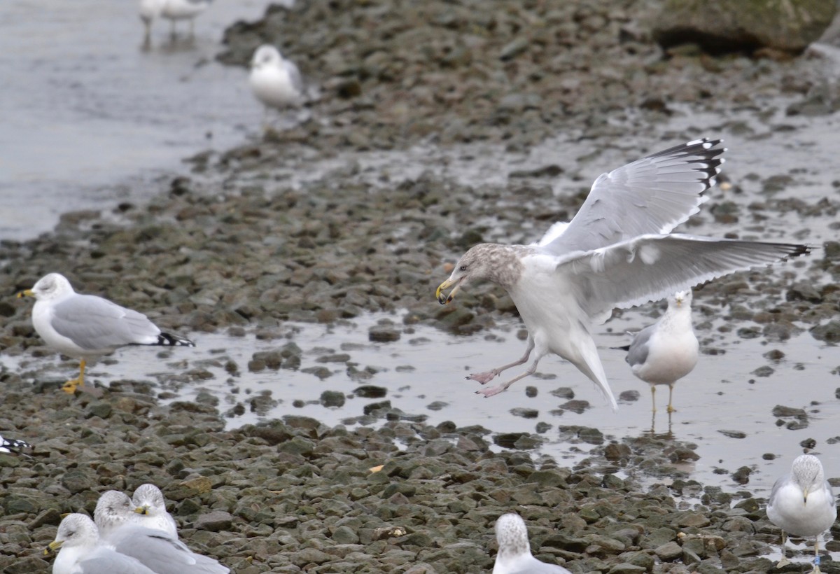 Herring Gull - ML127689661