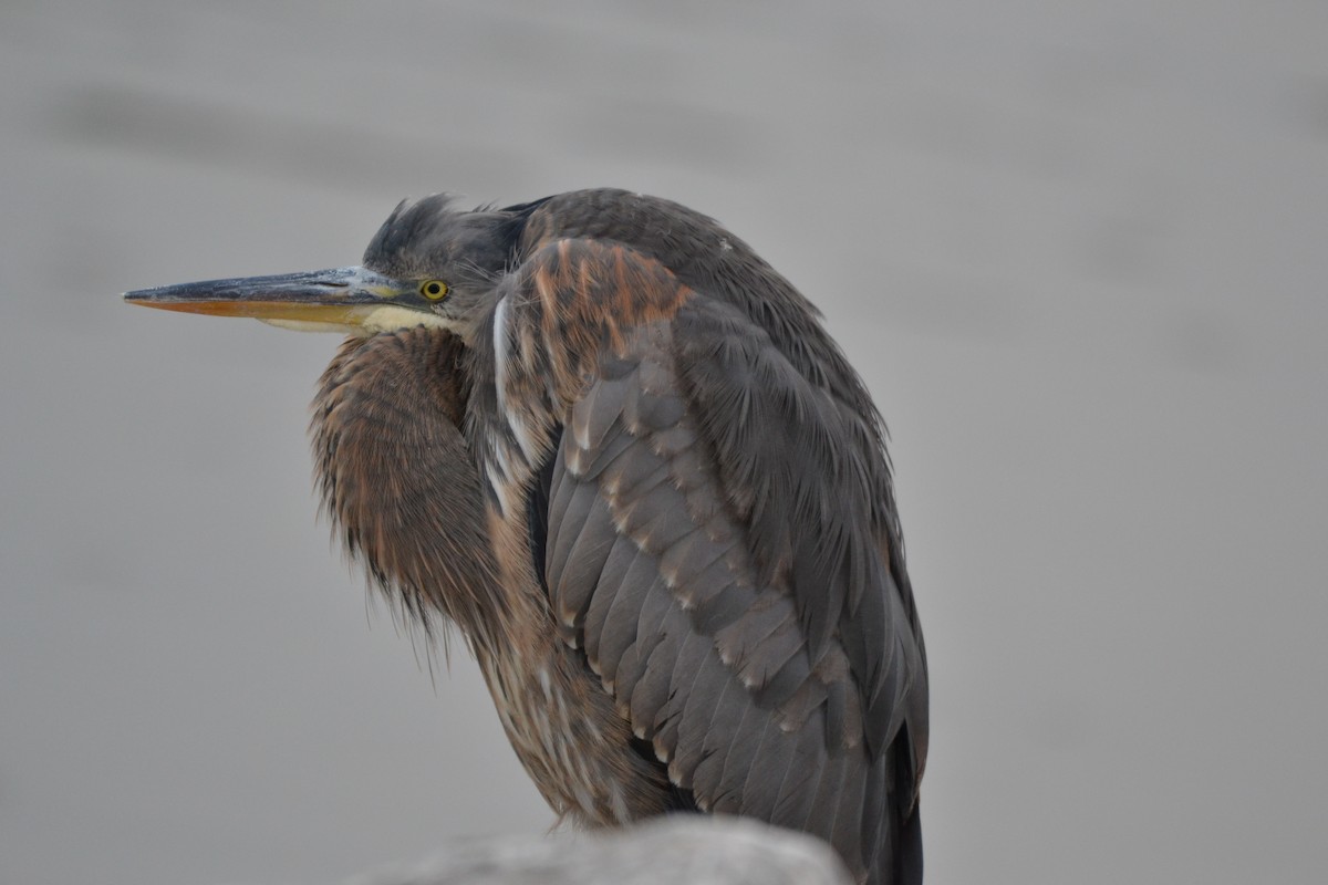 Great Blue Heron - Peter Paul