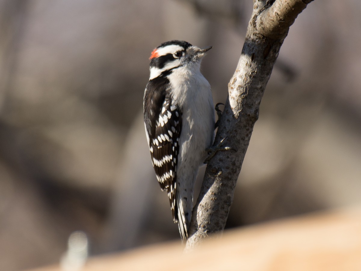 Downy Woodpecker - Sebastian Jones