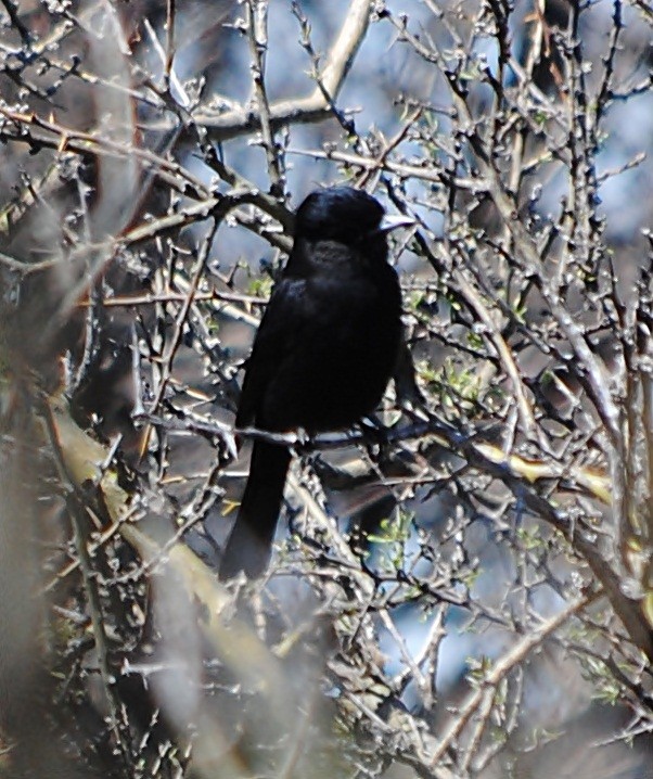 White-winged Black-Tyrant - ML127691991