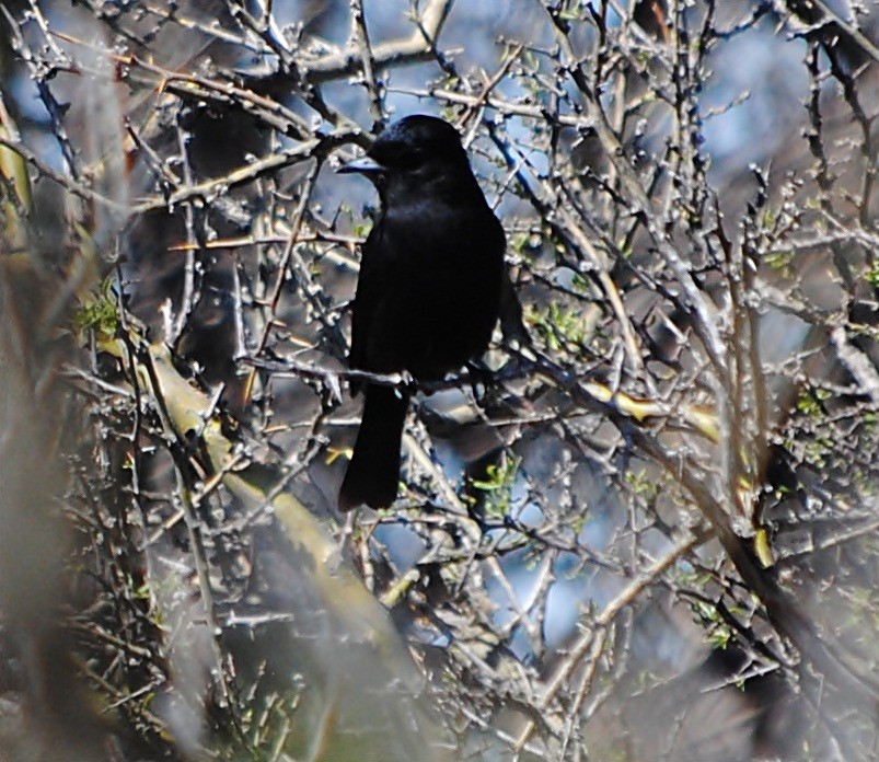 White-winged Black-Tyrant - ML127692001