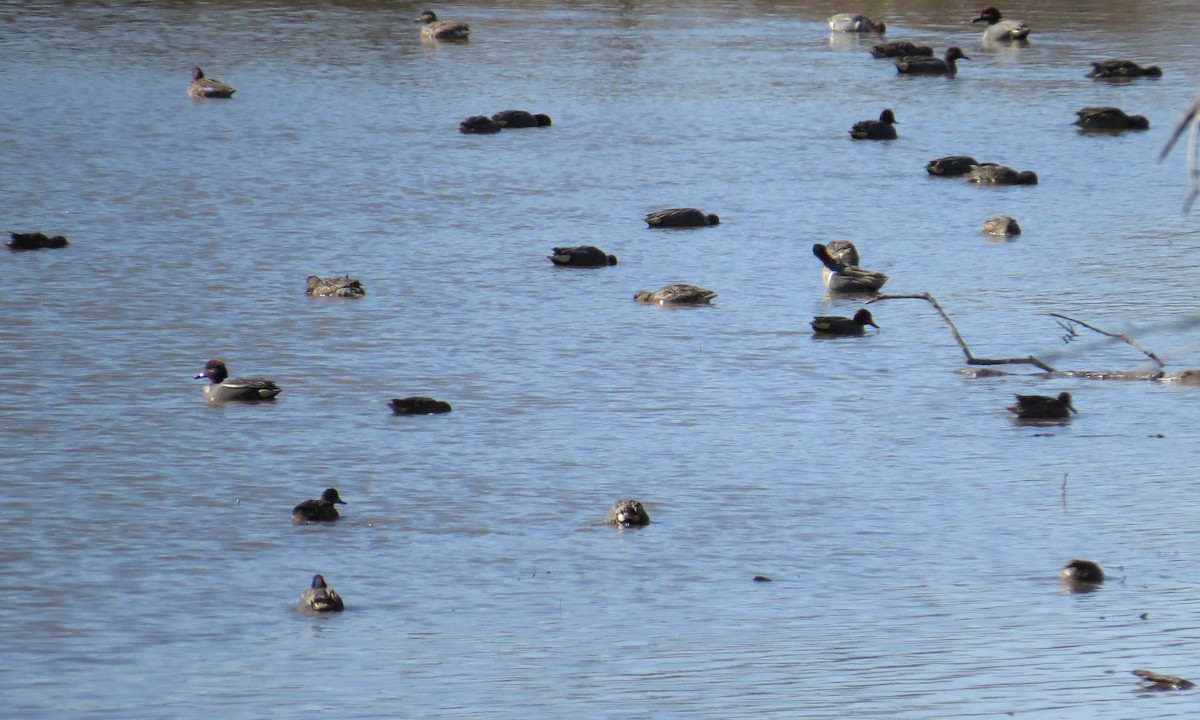 Green-winged Teal (Eurasian) - ML127692211