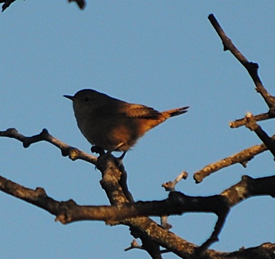 House Wren - ML127692511