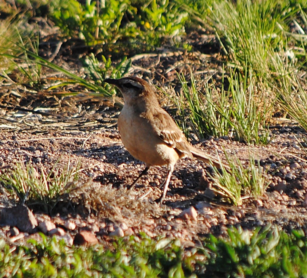 Chalk-browed Mockingbird - ML127692731