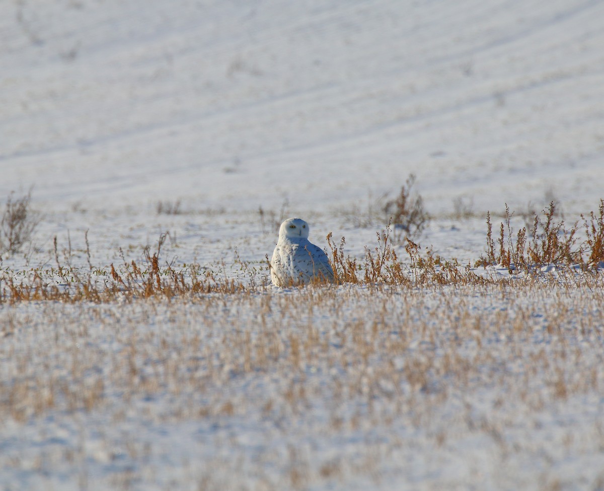 sovice sněžní - ML127693161