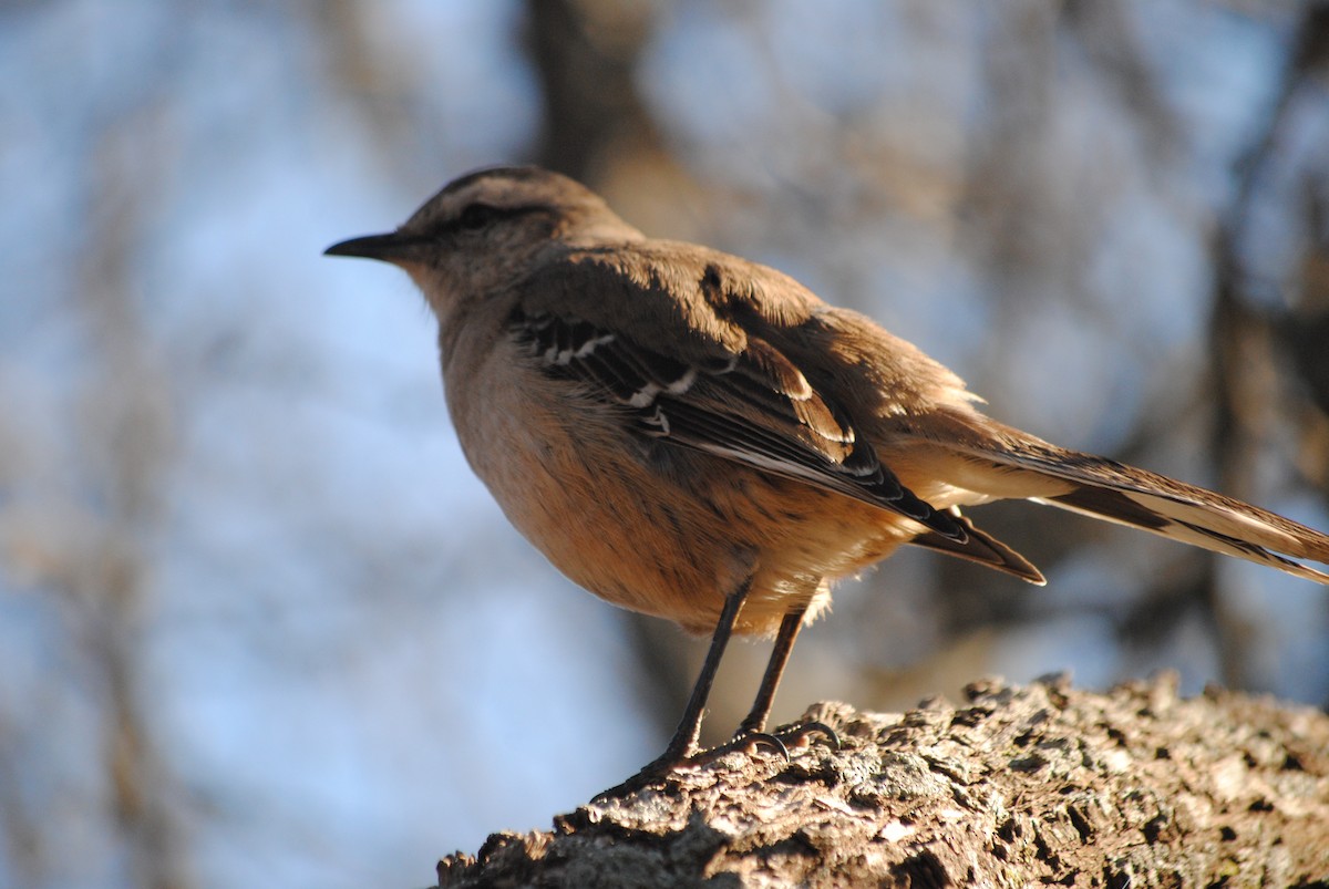 Patagonian Mockingbird - ML127693191