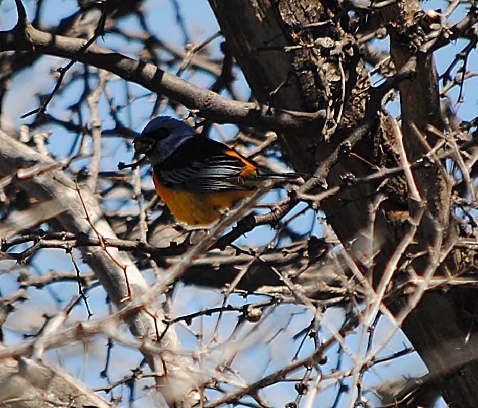 Blue-and-yellow Tanager - ML127693261