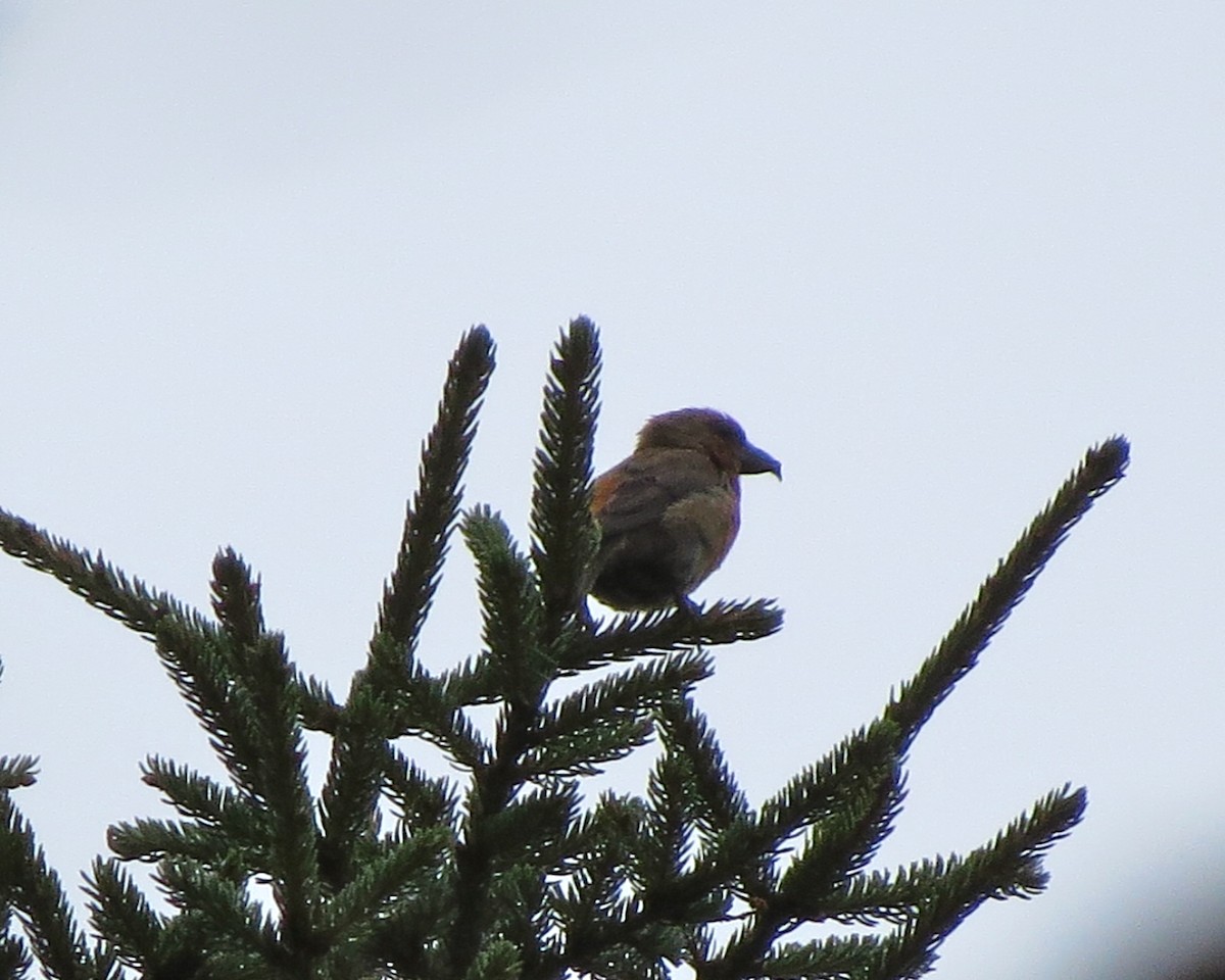 Red Crossbill - Alan Kneidel