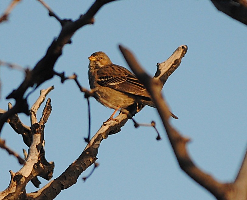 Mourning Sierra Finch - ML127693481