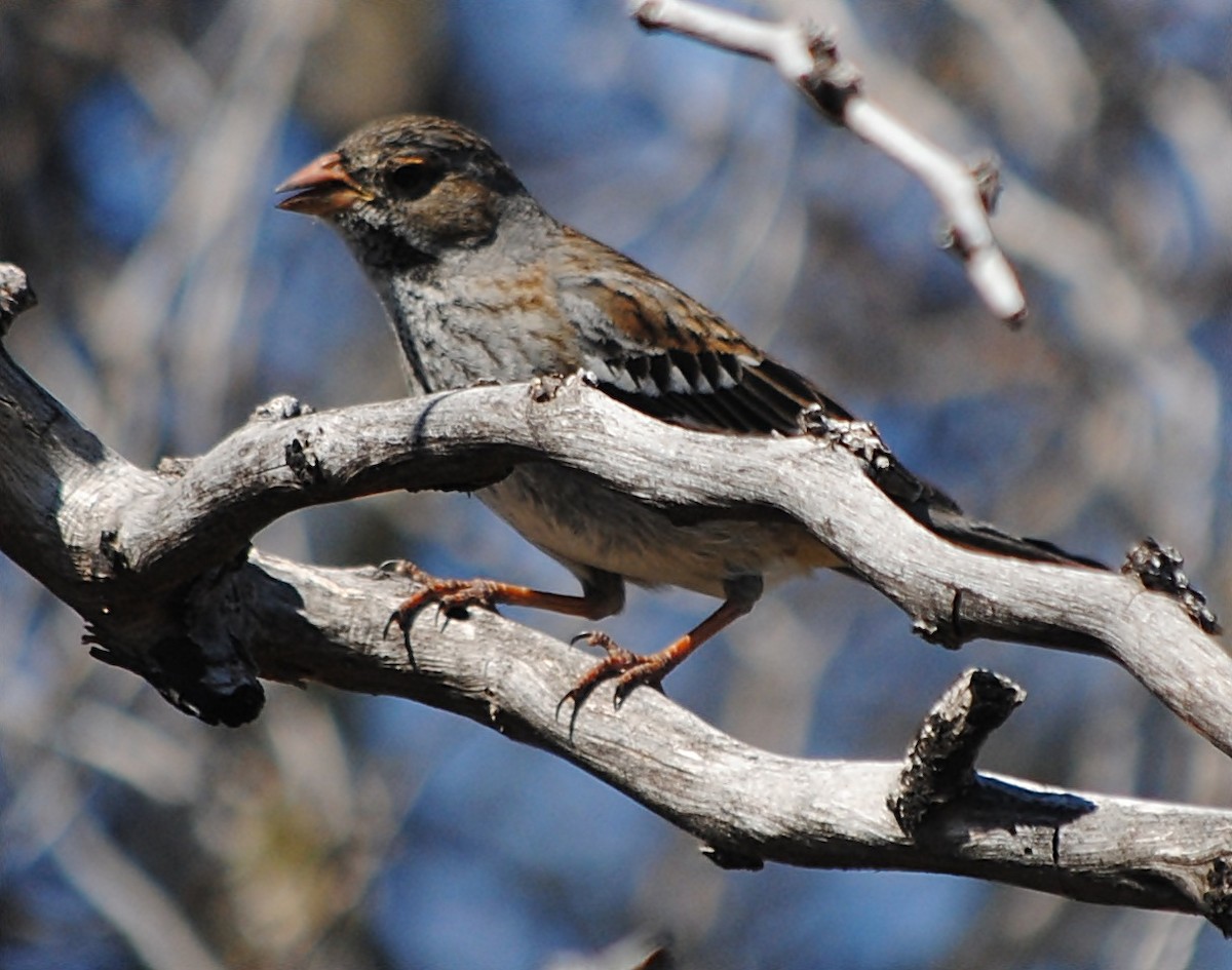 Mourning Sierra Finch - ML127693511