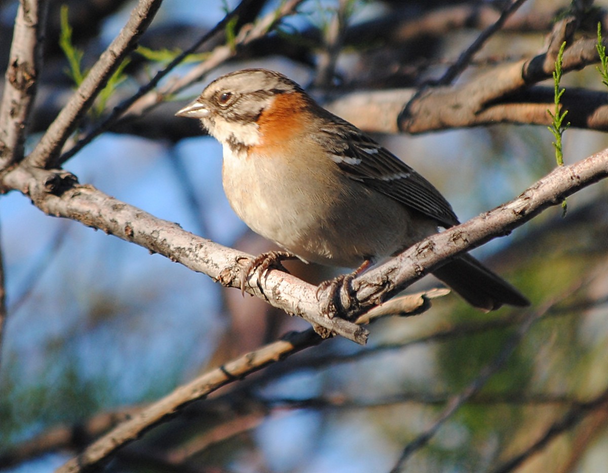 Rufous-collared Sparrow - ML127693801