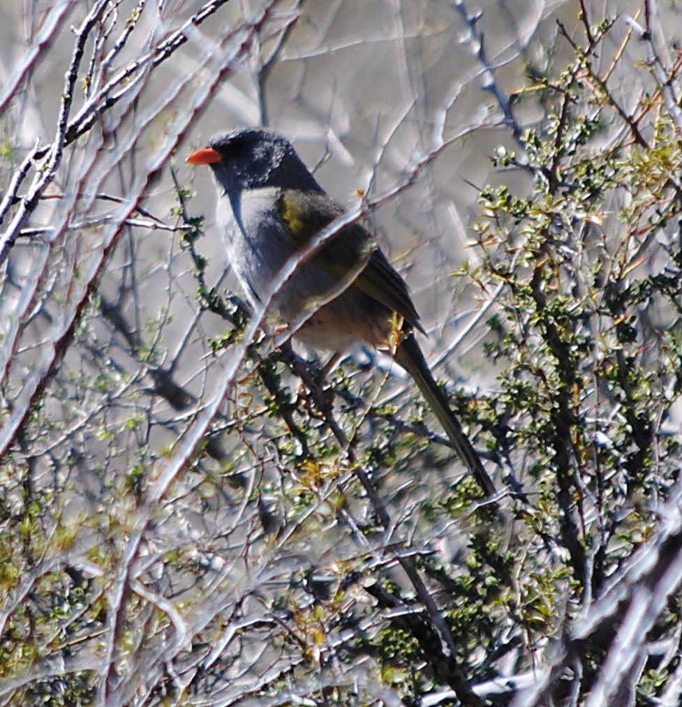 Great Pampa-Finch - andres ebel