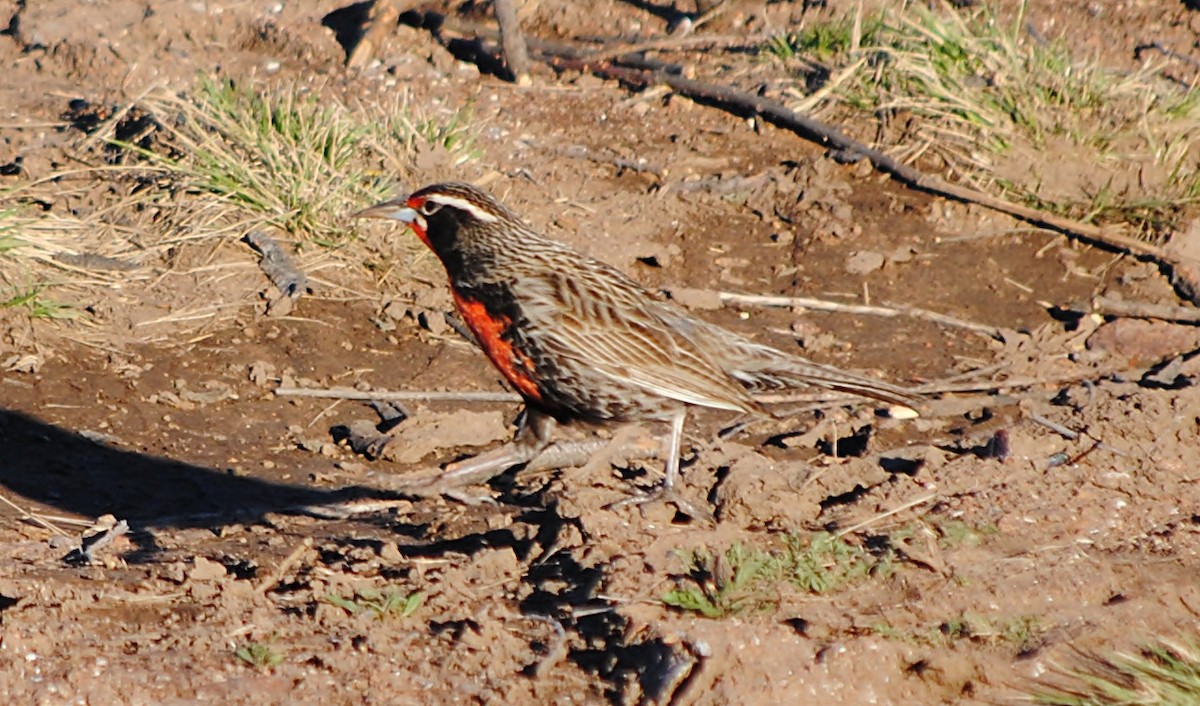 Long-tailed Meadowlark - ML127694681