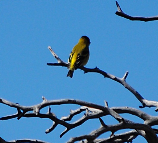 Hooded Siskin - ML127694861