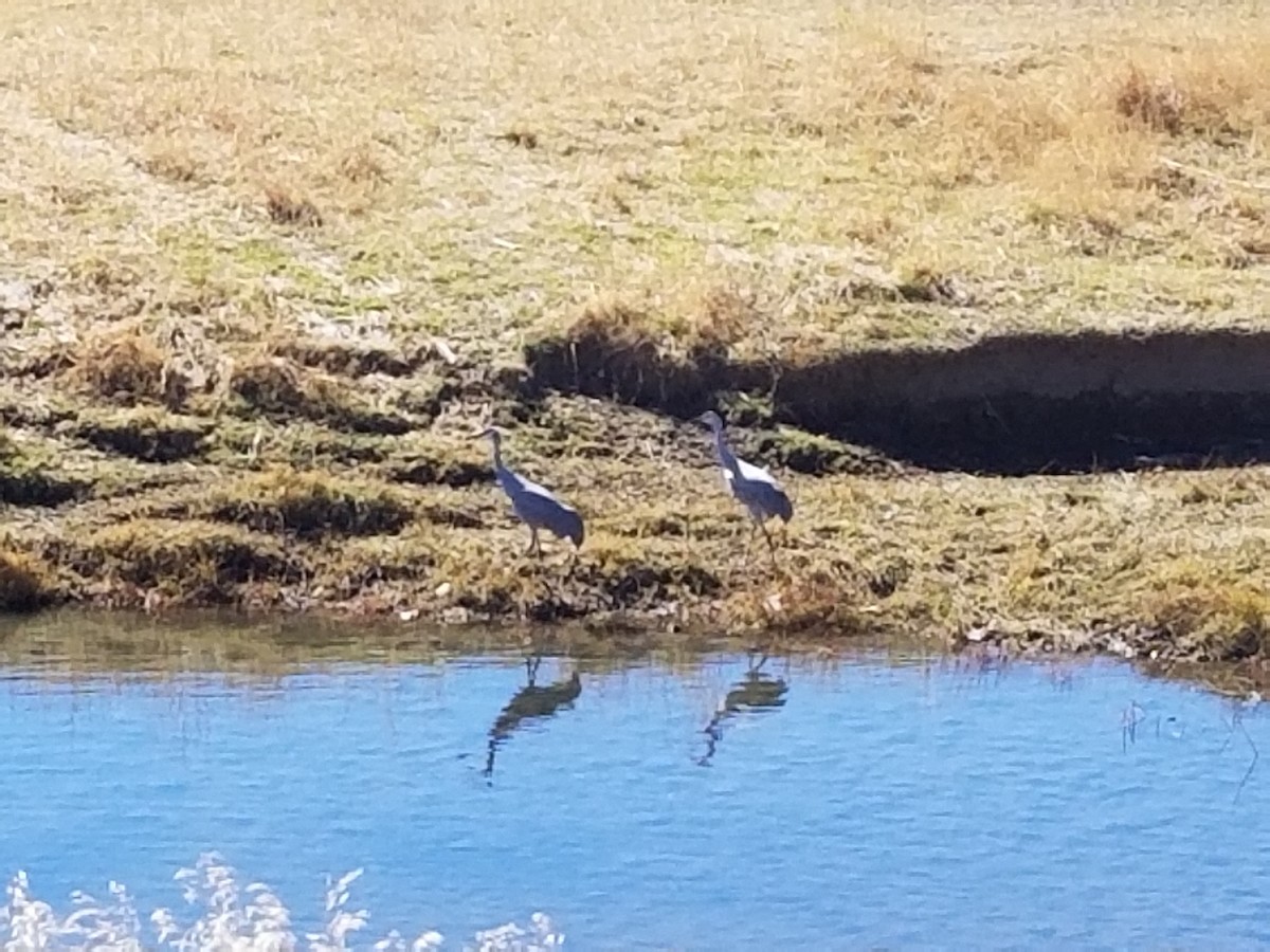 Sandhill Crane - ML127695461