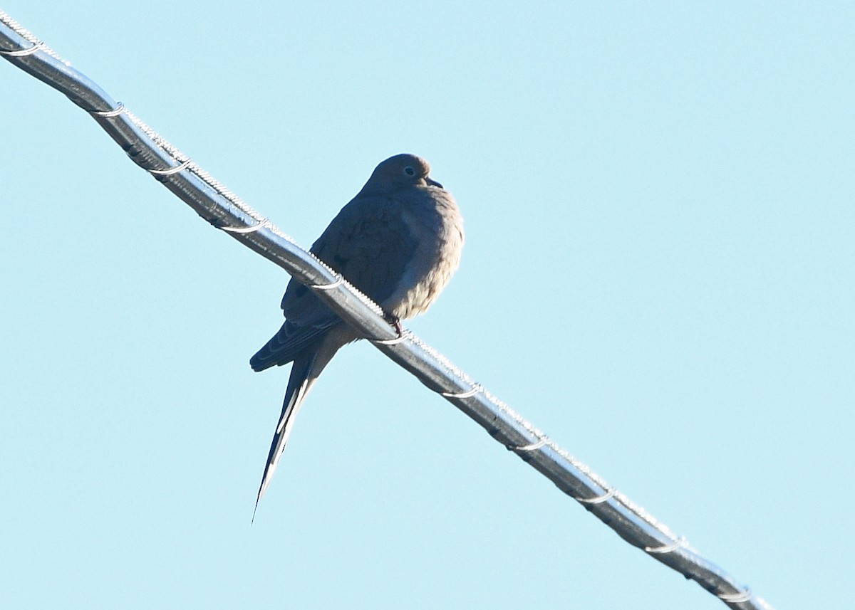 Mourning Dove - ML127696081