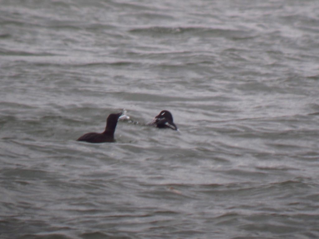 White-winged Scoter - ML127696851