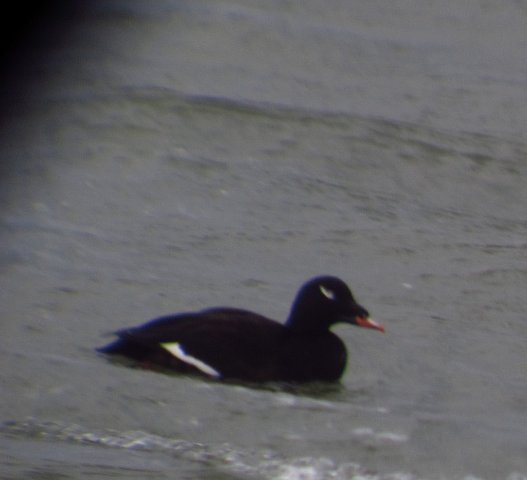 White-winged Scoter - ML127696861