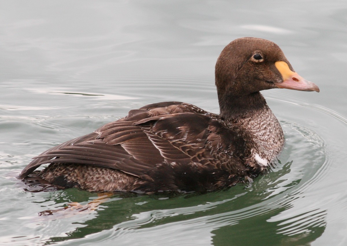 King Eider - Tom Benson