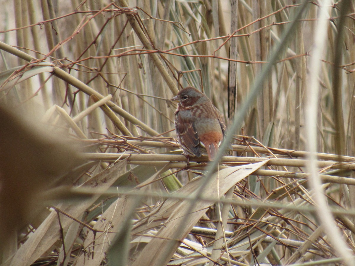 Fox Sparrow - ML127698481