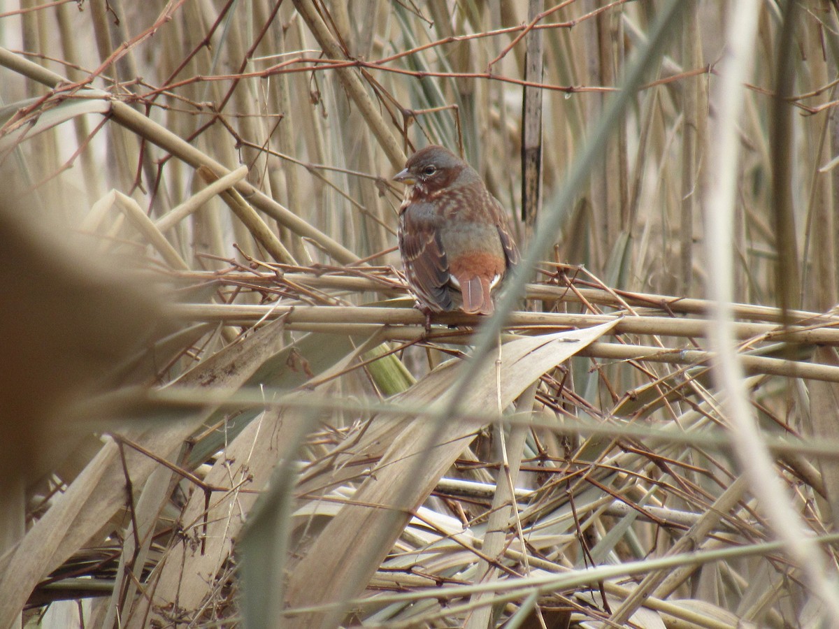 Fox Sparrow - ML127698491