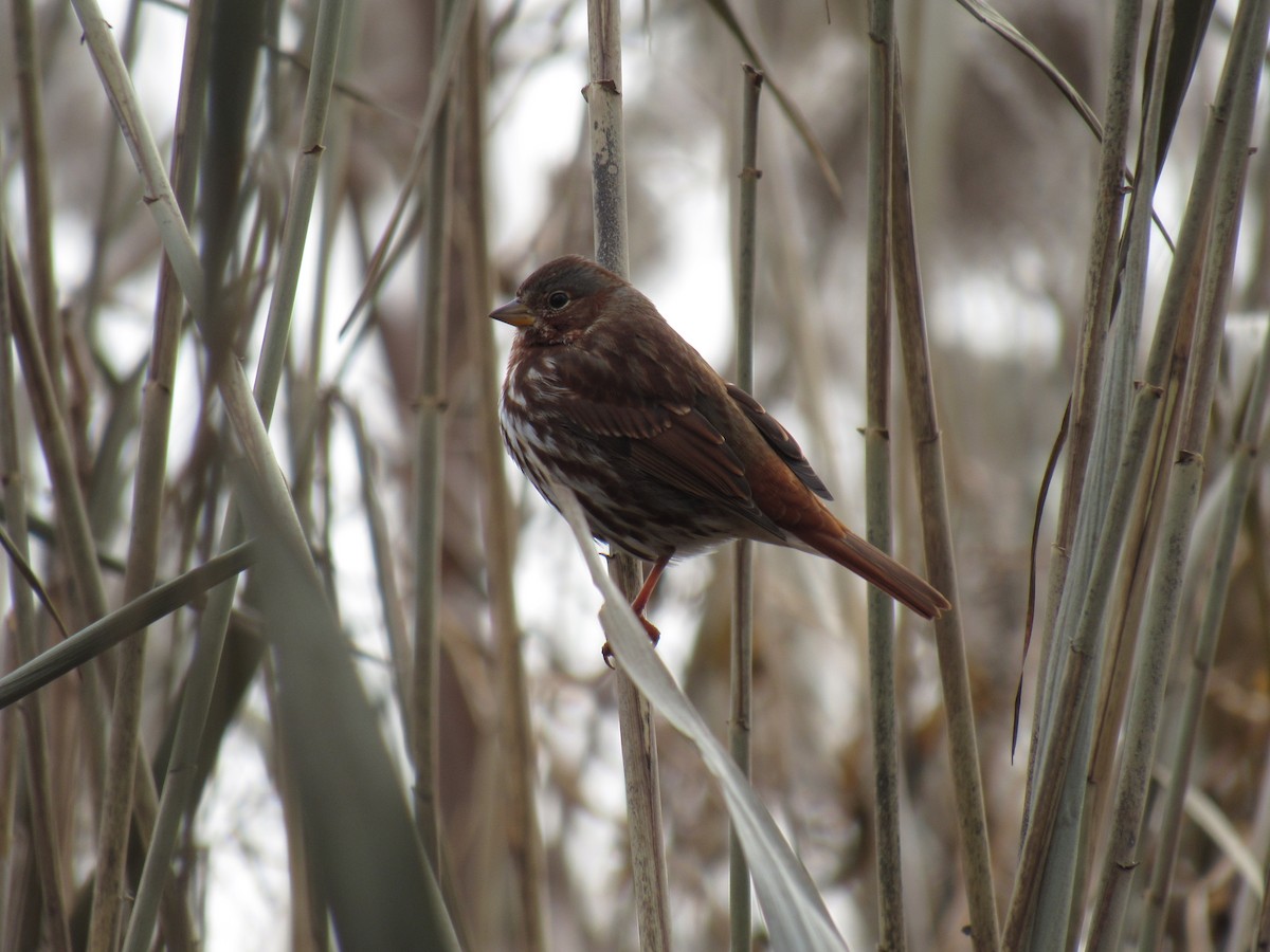 Fox Sparrow - ML127698511