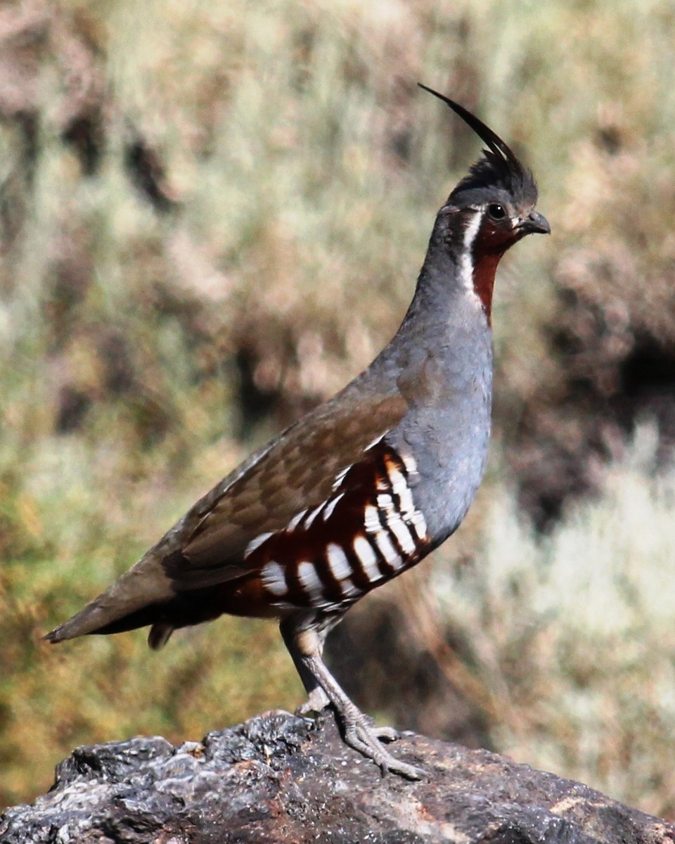 Mountain Quail - ML127699151