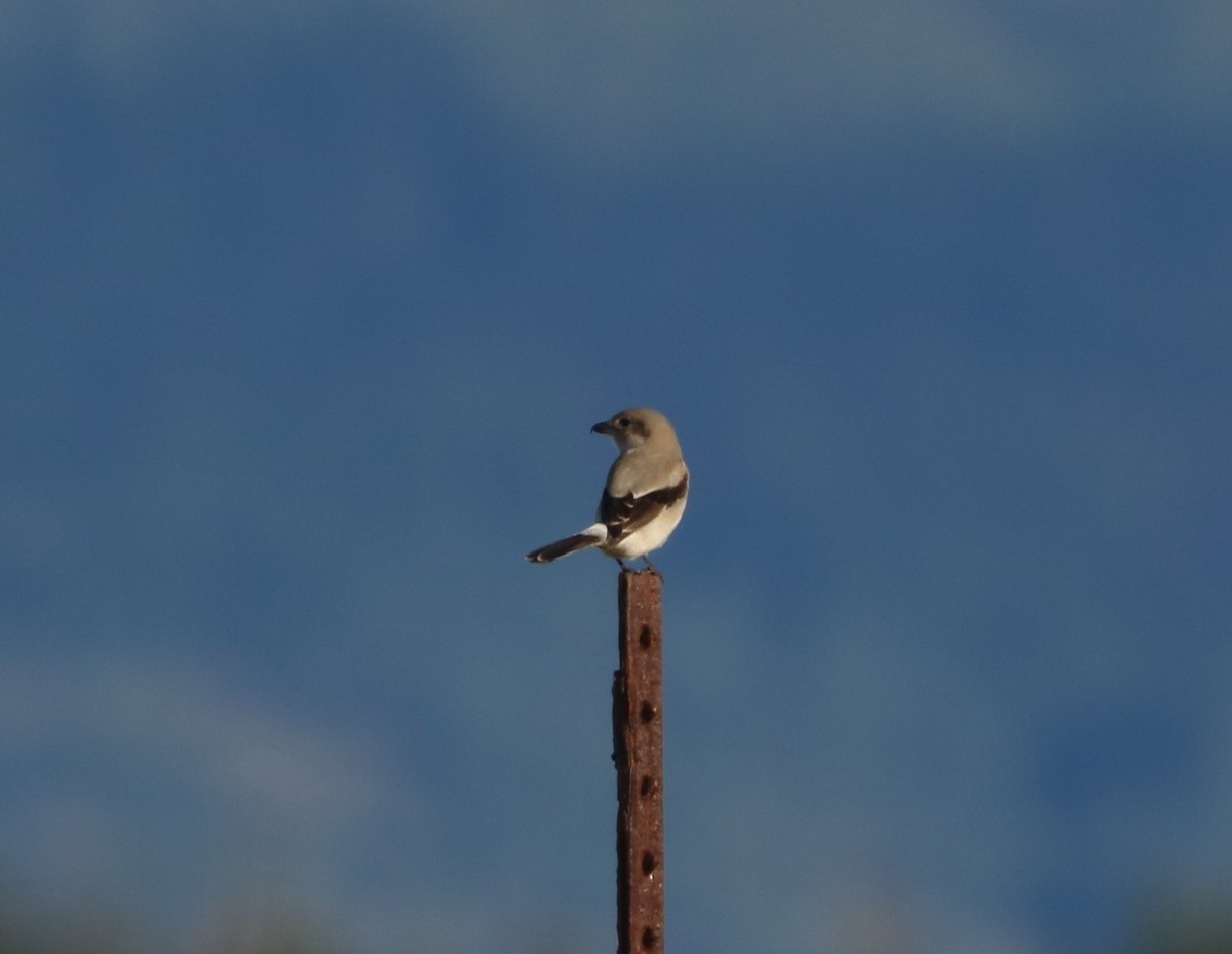 Northern Shrike - ML127699271