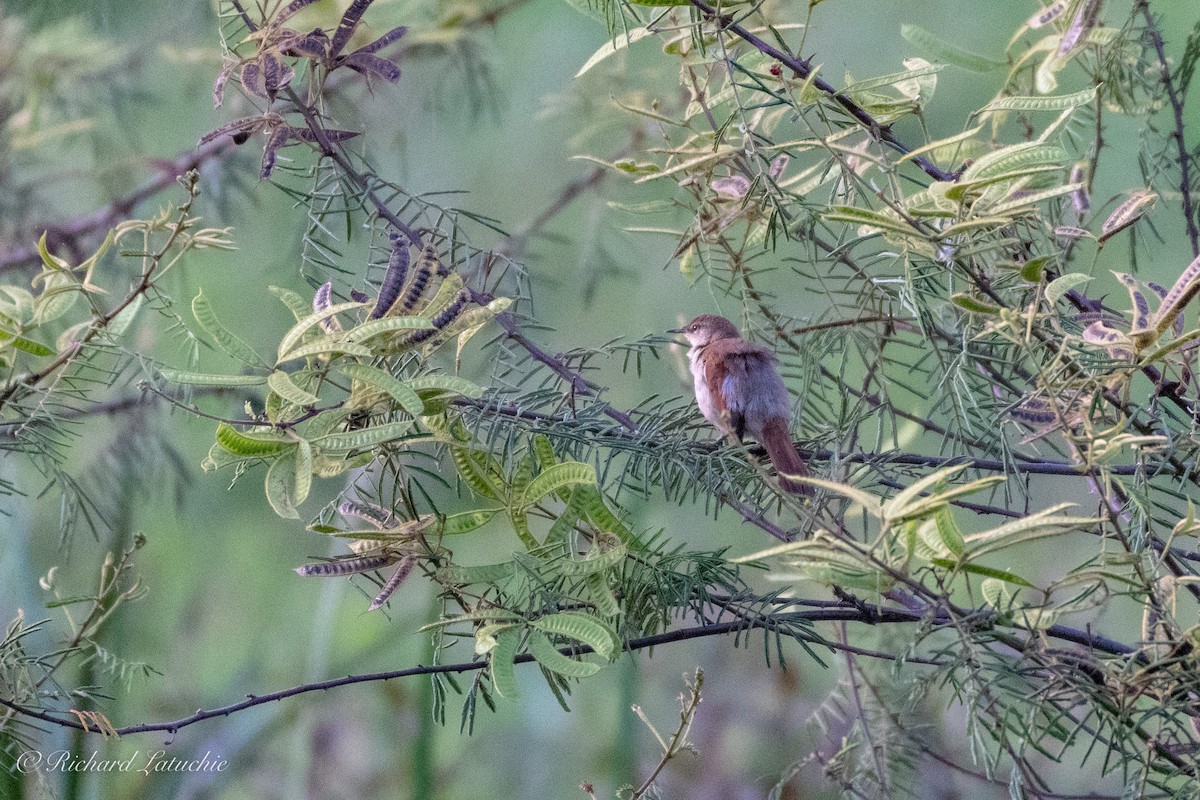 Yellow-chinned Spinetail - Richard Latuchie