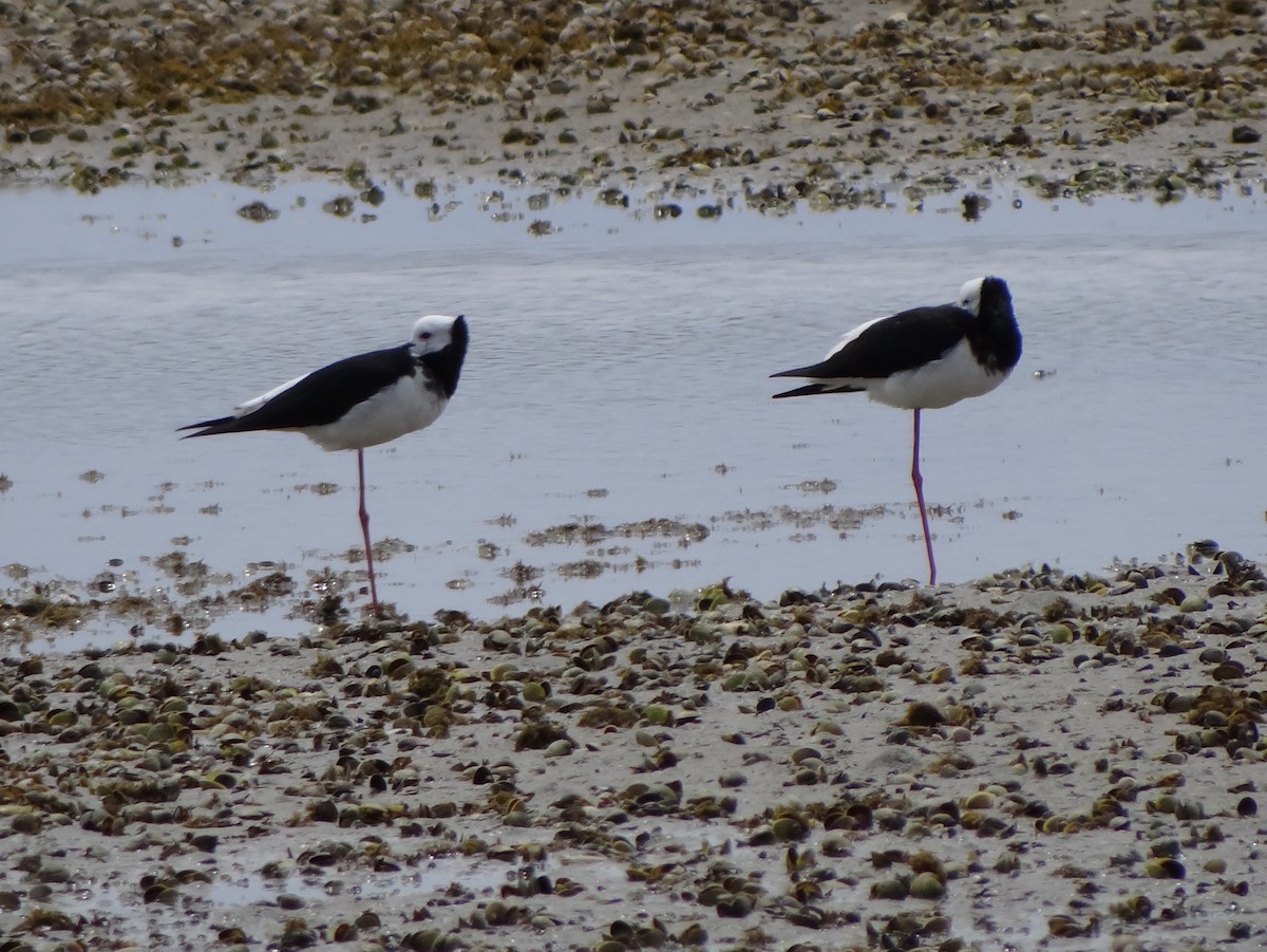 Pied Stilt - ML127702851