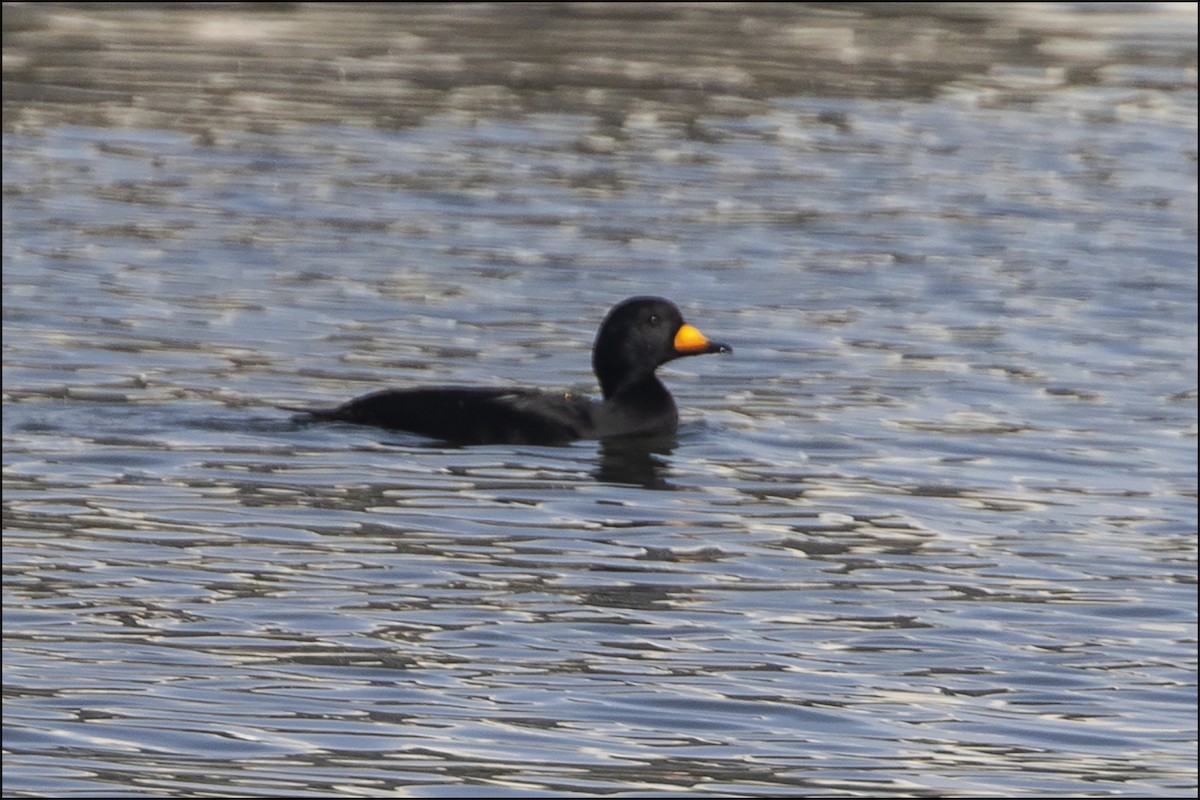 Black Scoter - ML127704301