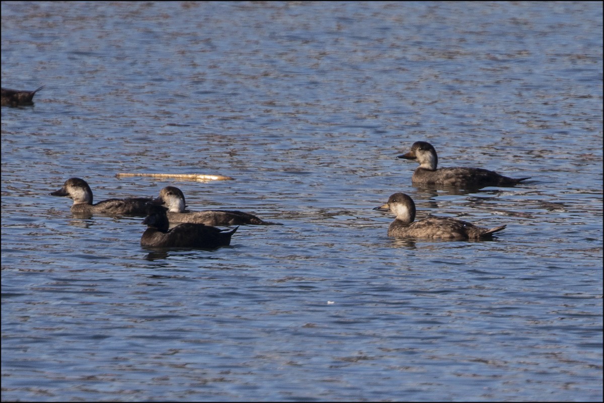 Black Scoter - ML127704371