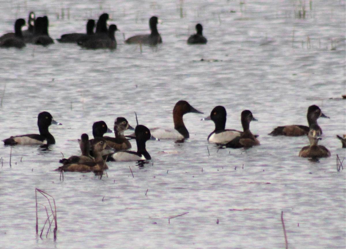 Canvasback - Lisa Hughes