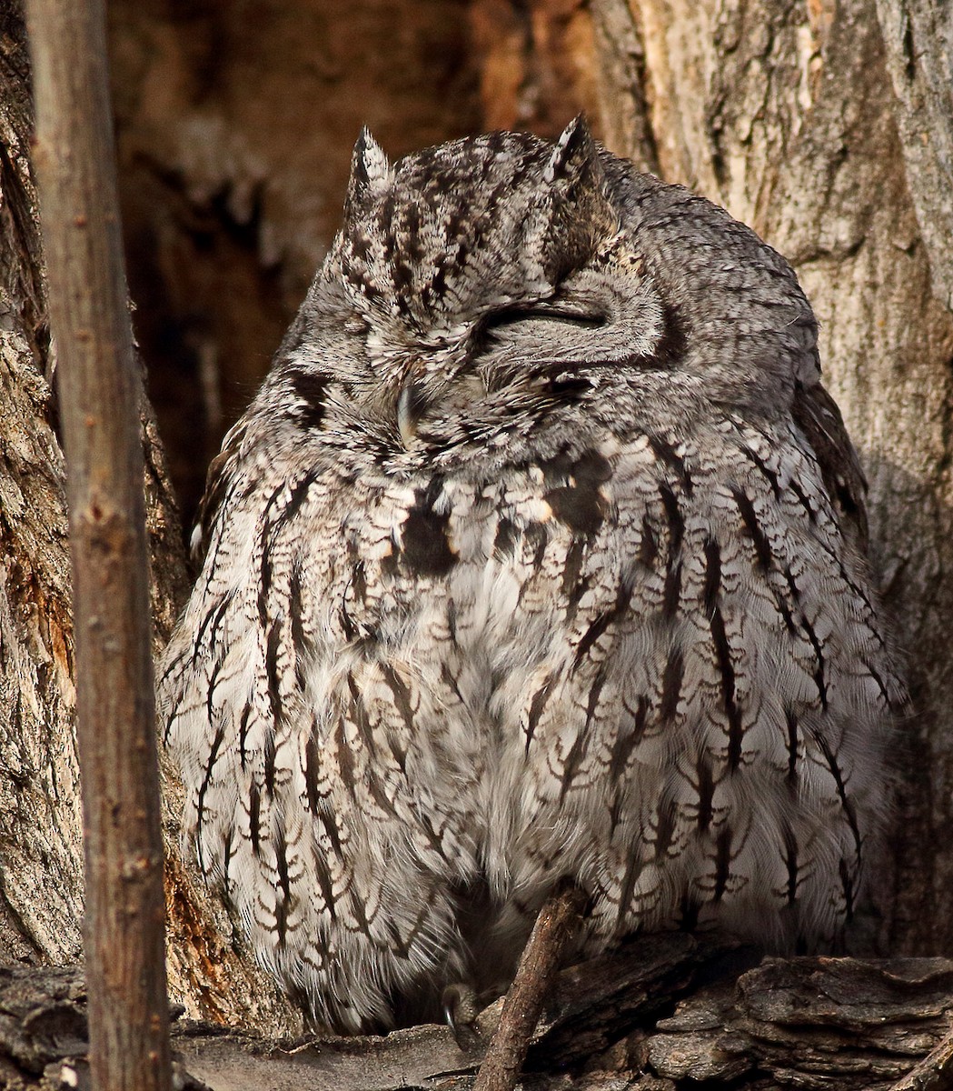 Western Screech-Owl - Robb Hinds