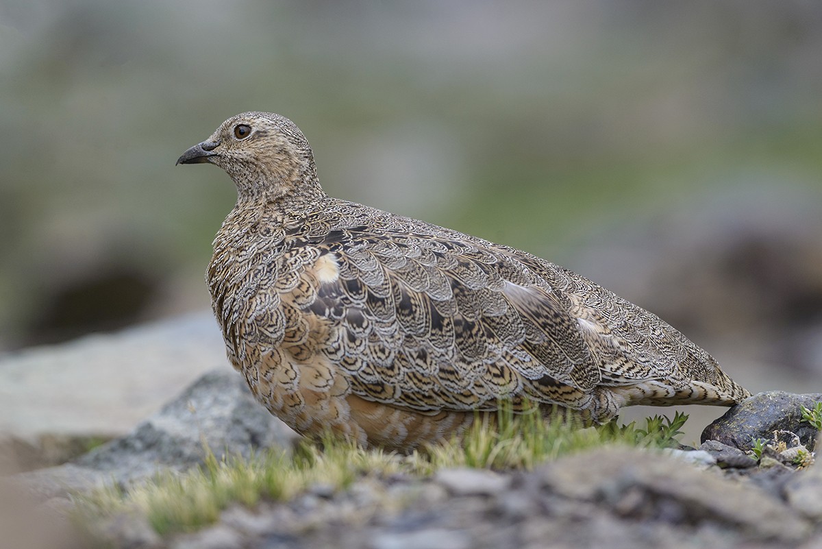 Rufous-bellied Seedsnipe - ML127709211