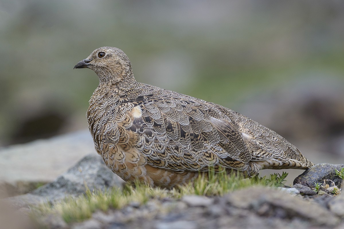 Rufous-bellied Seedsnipe - Eduardo Navarro