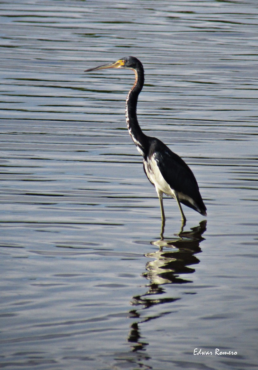 Tricolored Heron - ML127709541