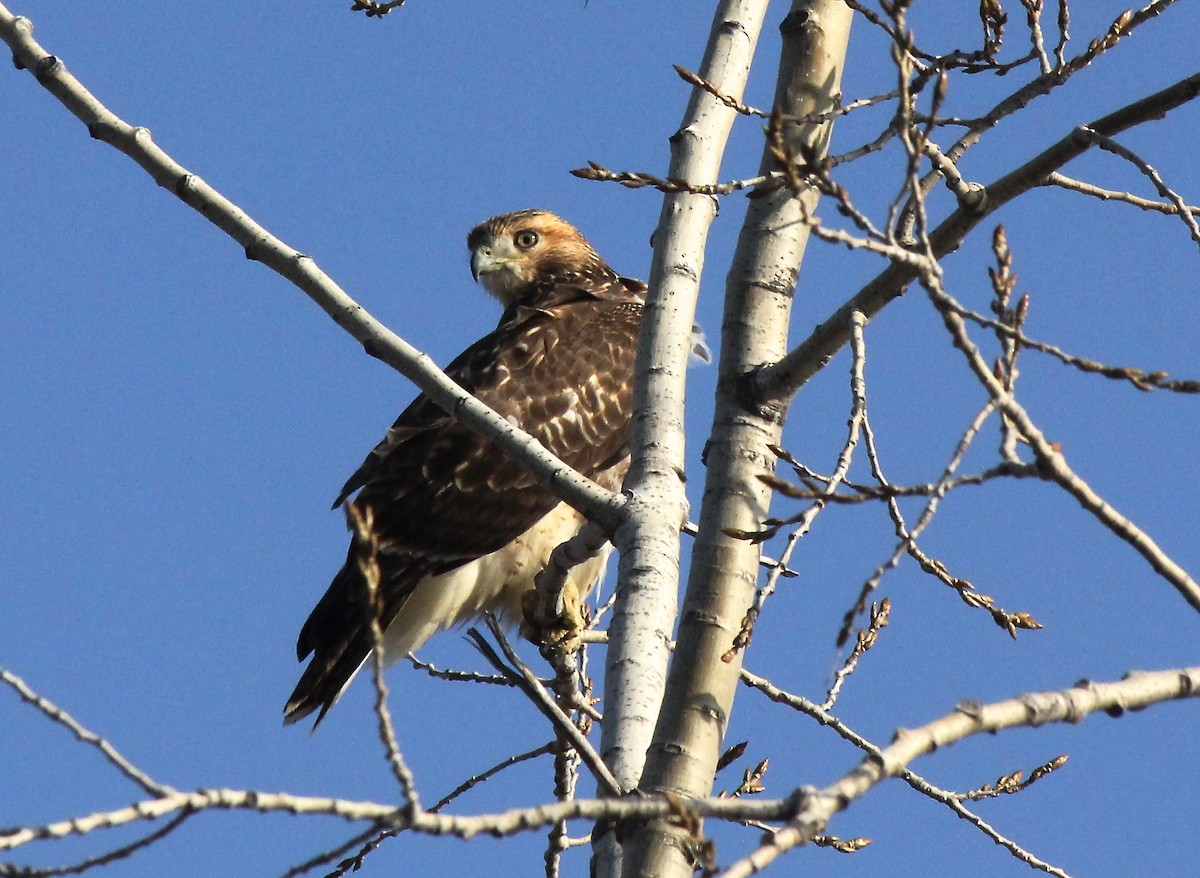 Red-tailed Hawk - Mary Kvasnic