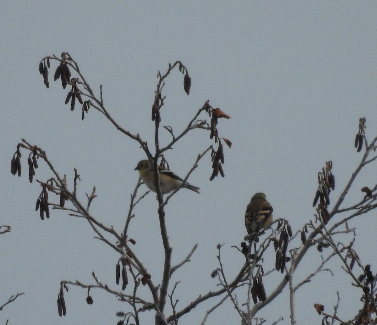 American Goldfinch - ML127710061