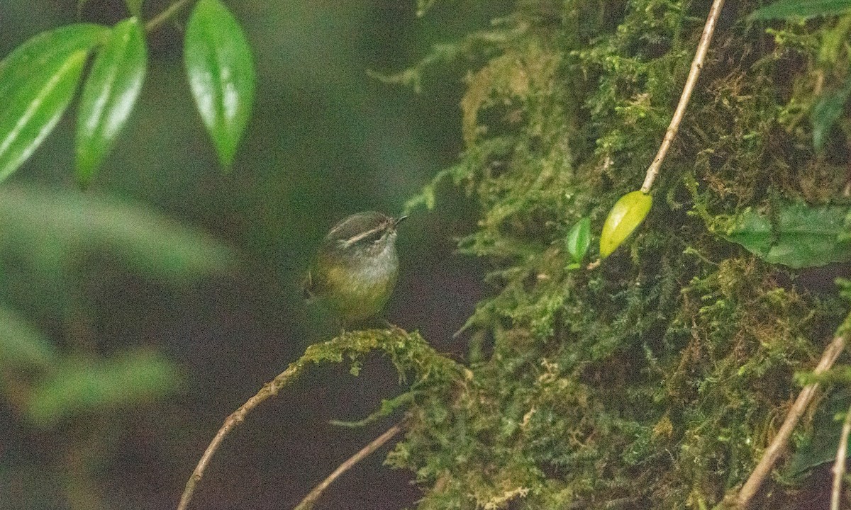 Ashy-throated Warbler - Paul Fenwick