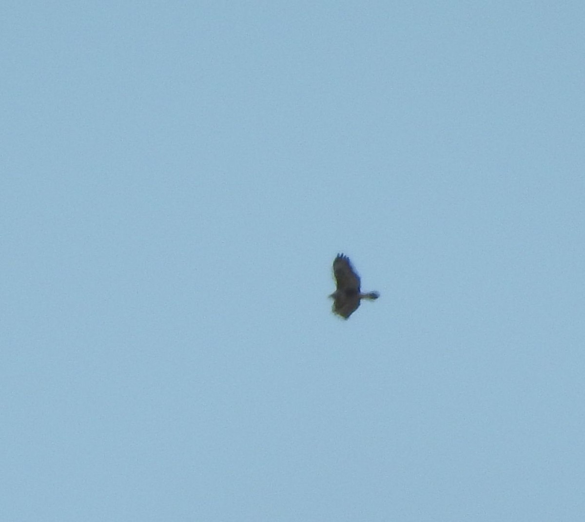 Rough-legged Hawk - ML127710171