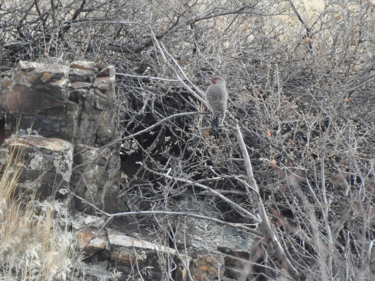 Northern Flicker (Red-shafted) - Shane Sater