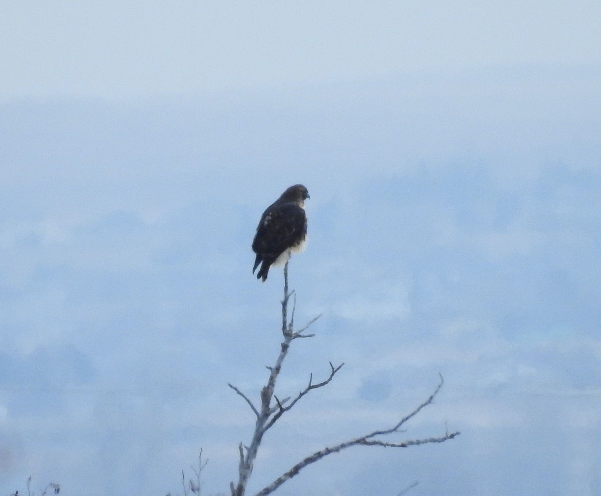 Red-tailed Hawk - ML127710281