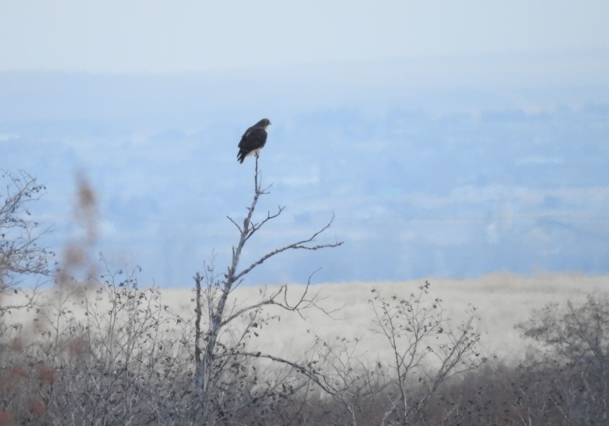 Red-tailed Hawk - ML127710321