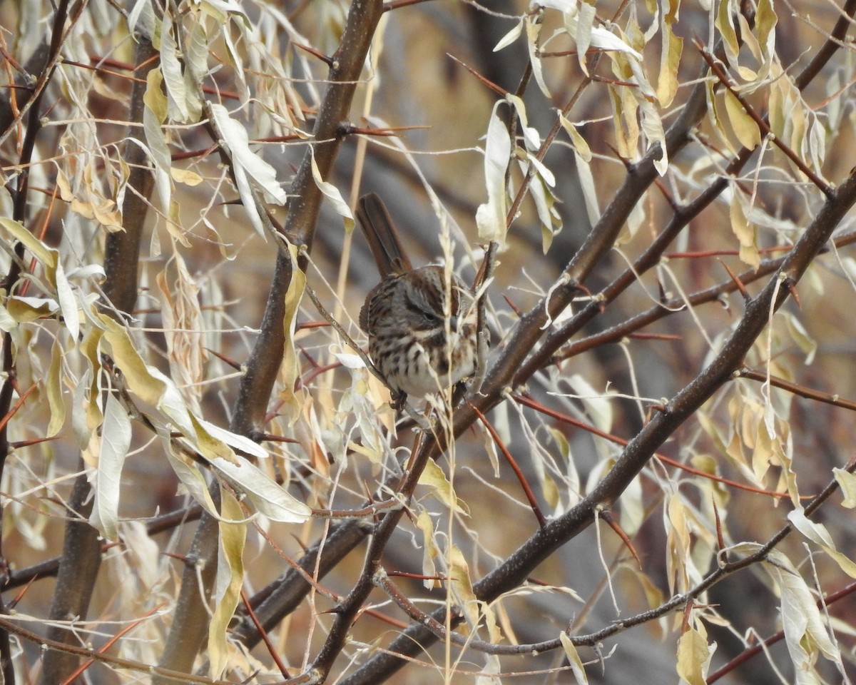 Song Sparrow - ML127710441